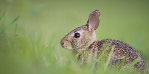 Kaninchen-OP-Versicherung